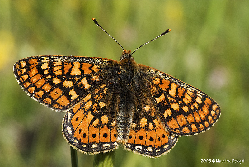 Euphydryas aurinia ???