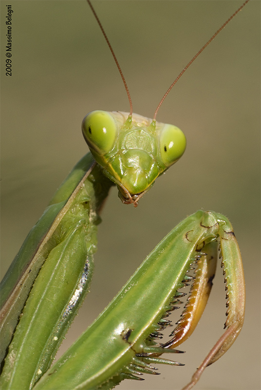 Mantis religiosa (ritratto)