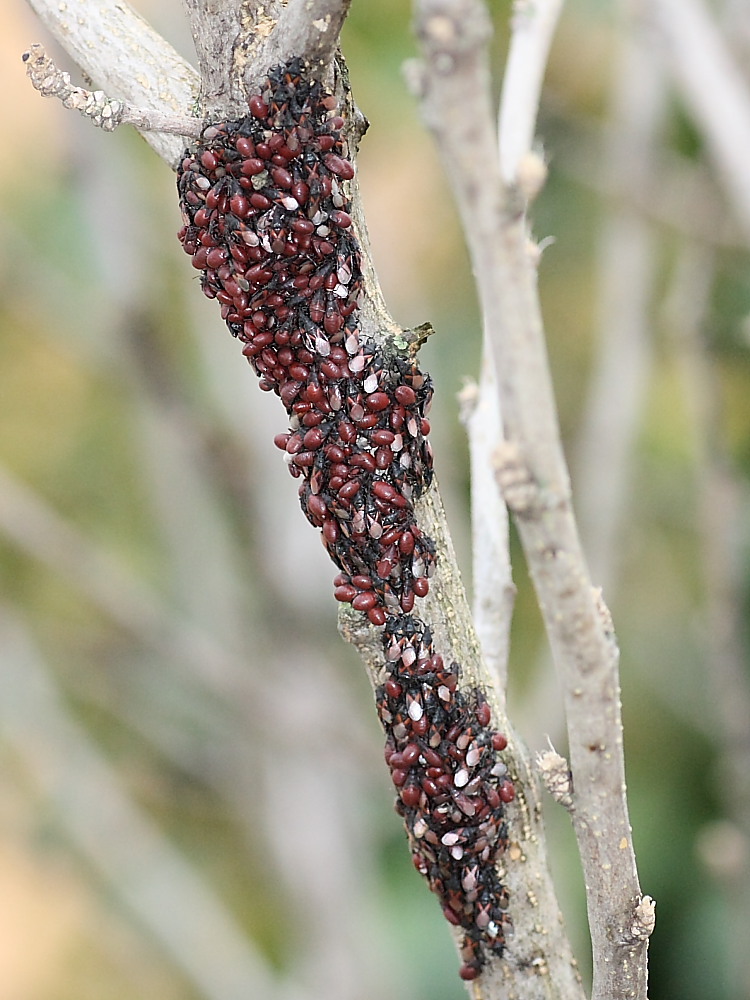 Agglomerazione di Oxycarenus lavaterae