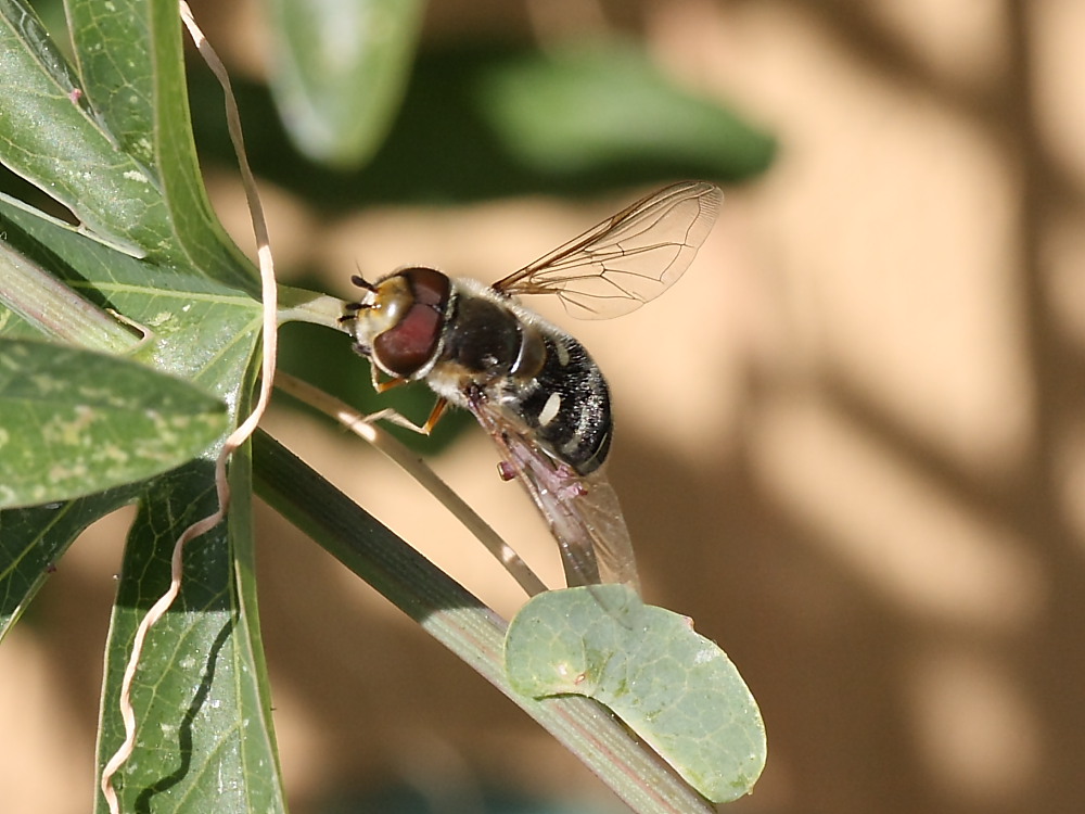 Scaeva pyrastri ?