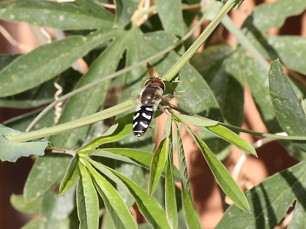 Scaeva pyrastri ?