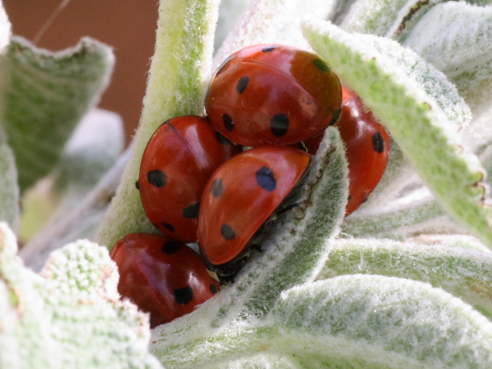 Coccinelle gregarie