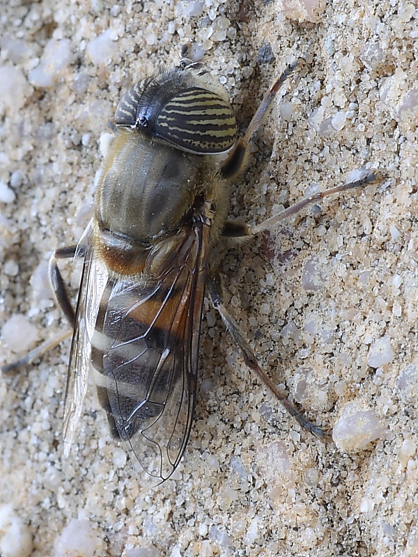 Eristalinus taeniops F (Syrphidae)