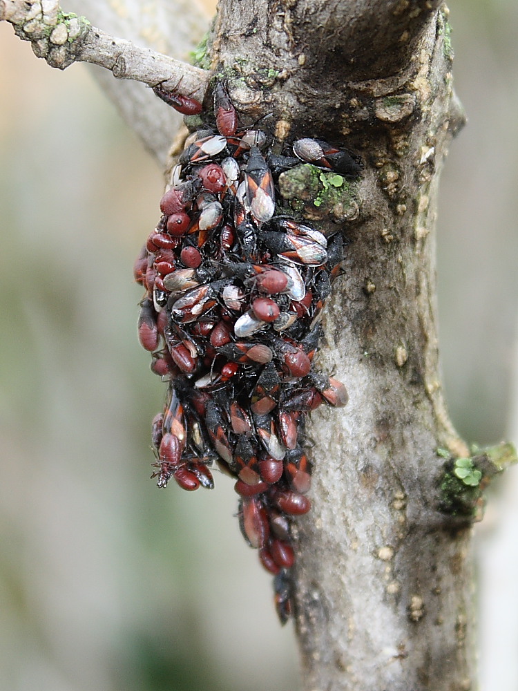 Agglomerazione di Oxycarenus lavaterae