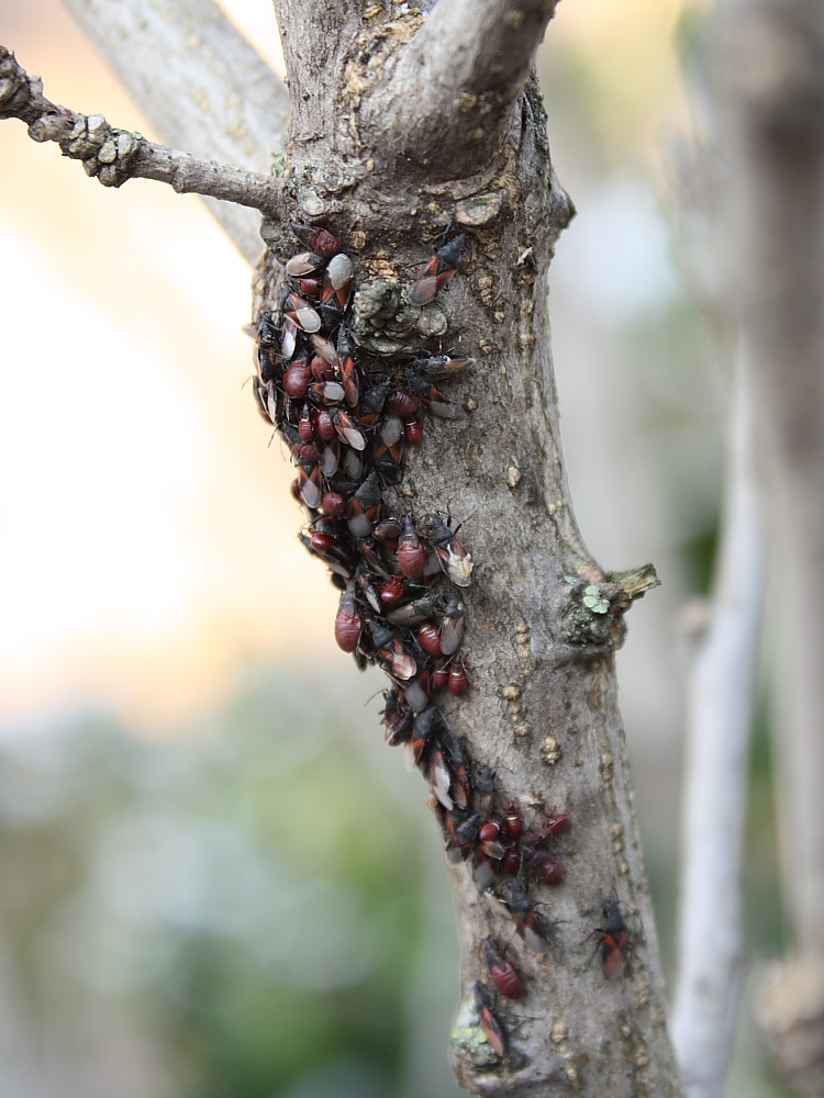 Agglomerazione di Oxycarenus lavaterae