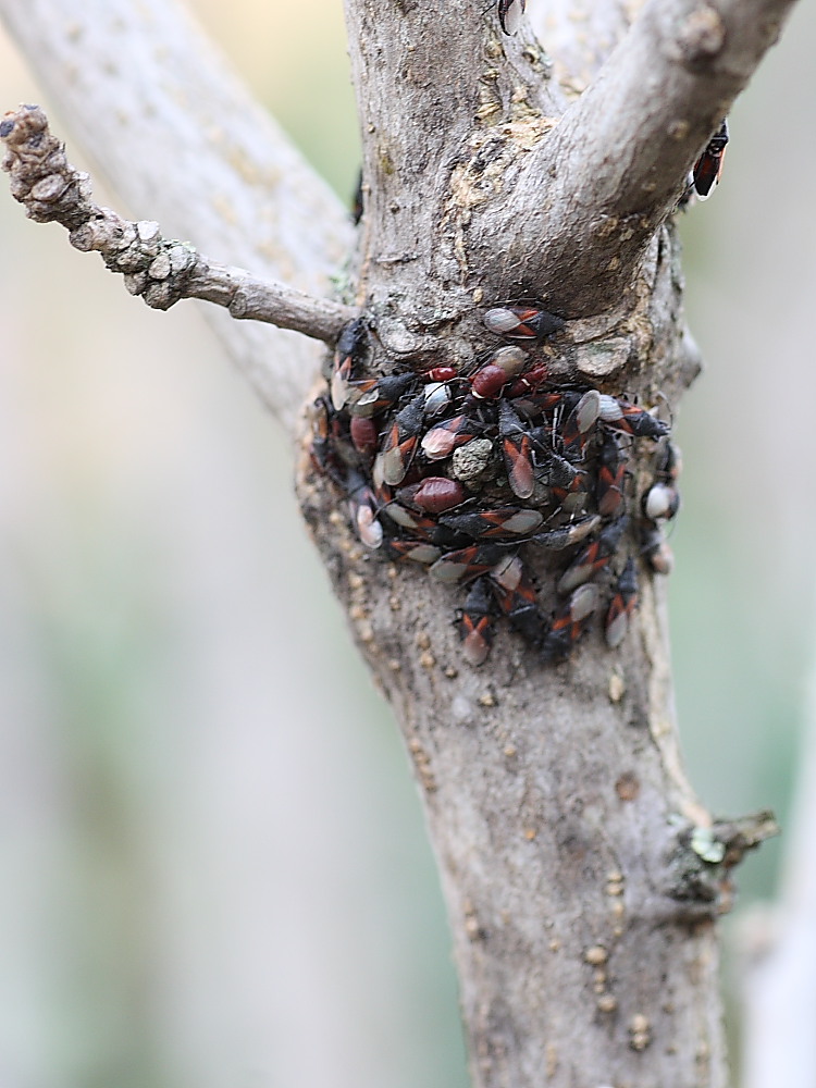 Agglomerazione di Oxycarenus lavaterae