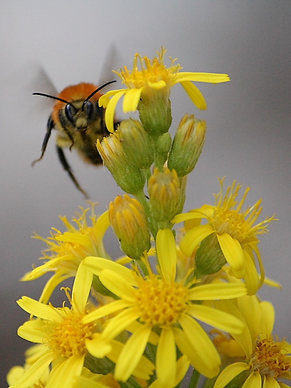 Bombus Pascuorum