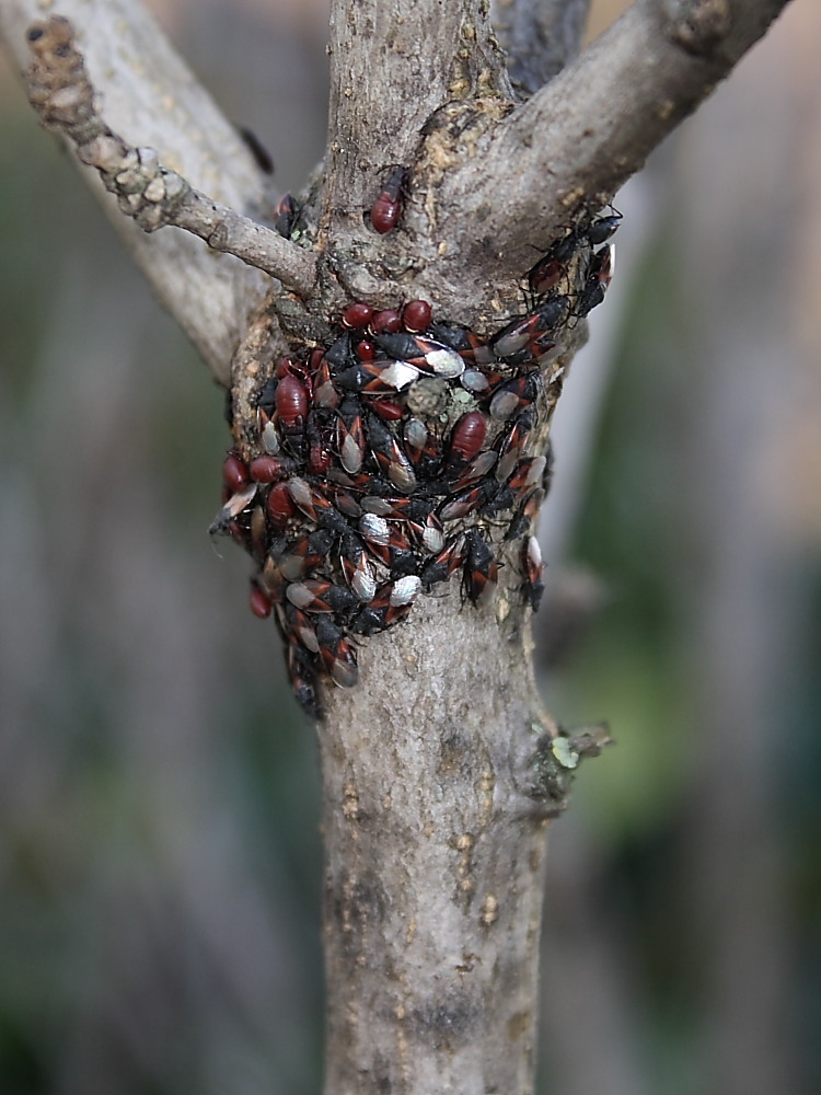 Agglomerazione di Oxycarenus lavaterae