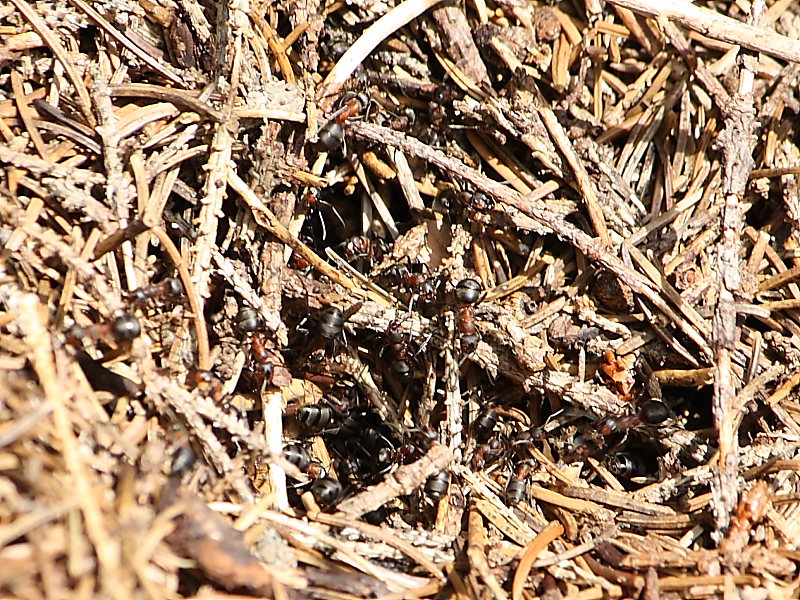Formica del gruppo rufa (Formicidae)