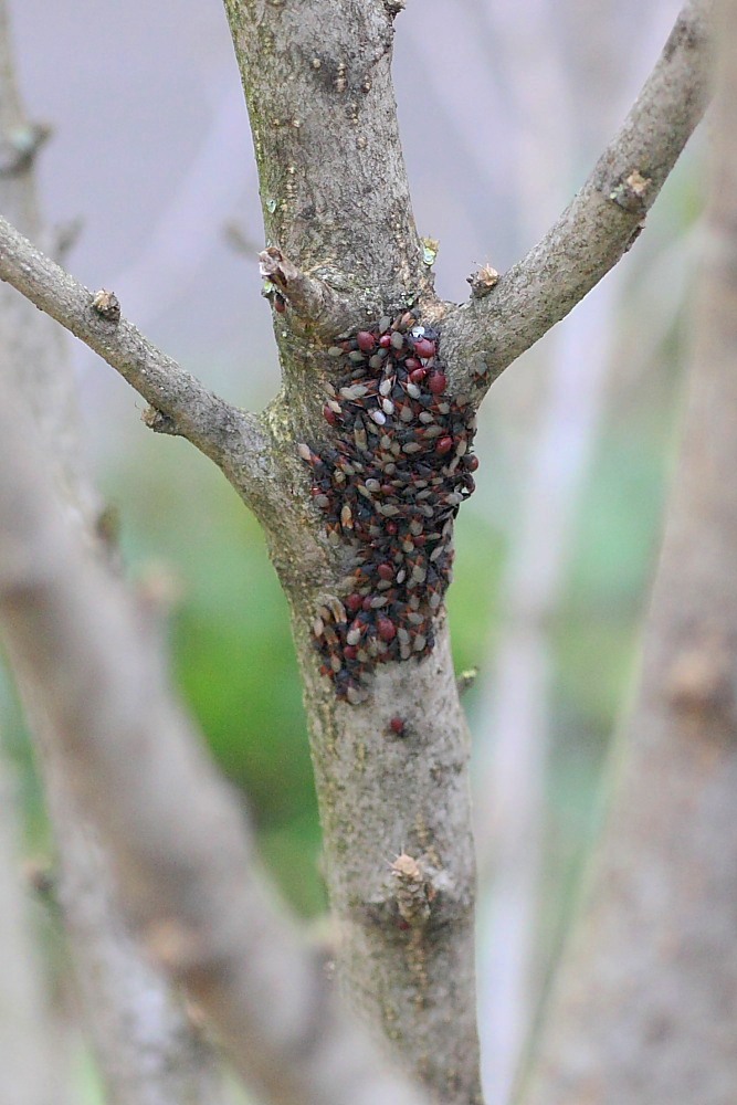 Agglomerazione di Oxycarenus lavaterae