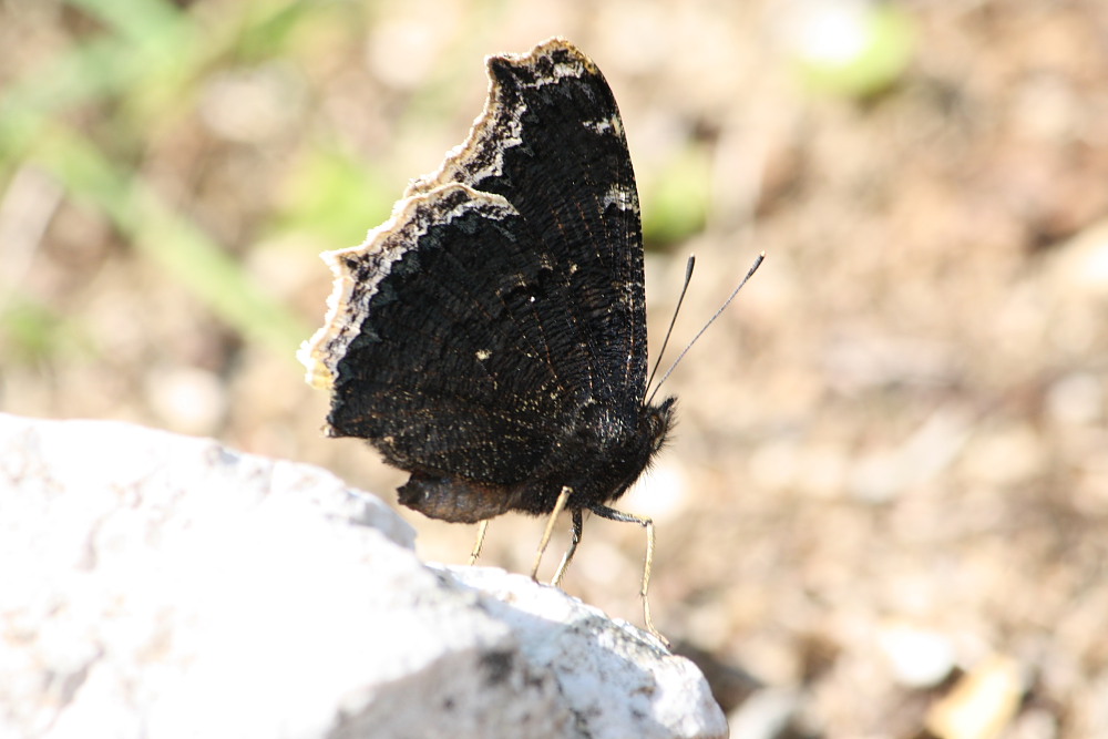 Nymphalidae da confermare - Nymphalis antiopa