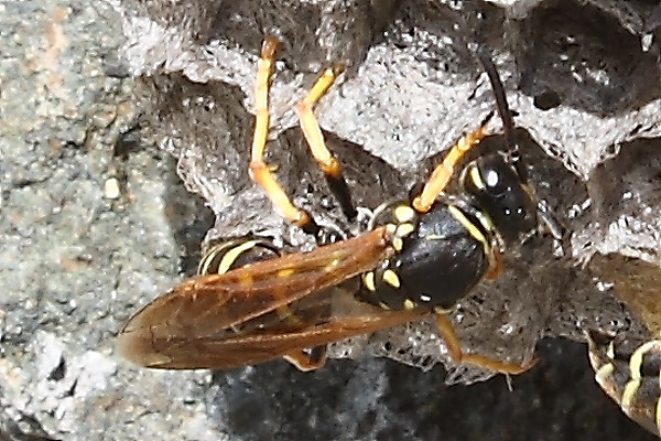 Polistes sp.