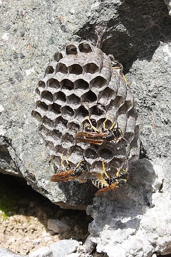 Polistes sp.