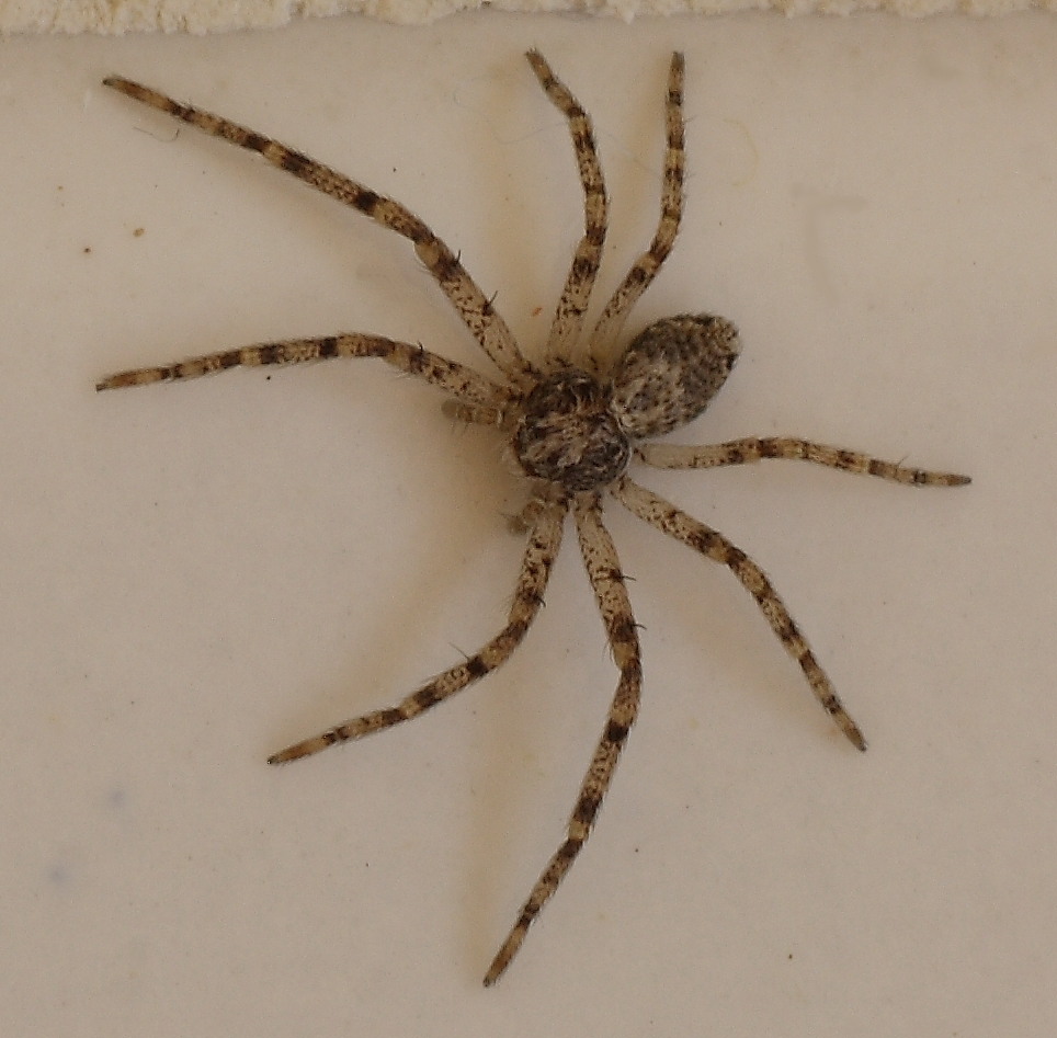 Philodromus sp.