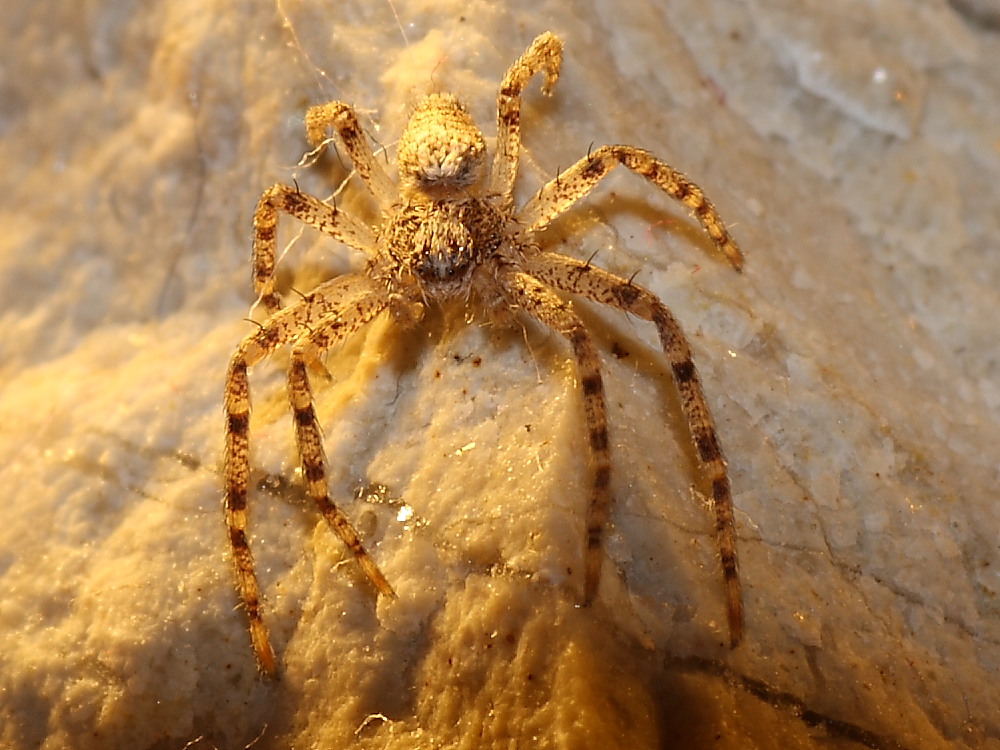 Philodromus sp.