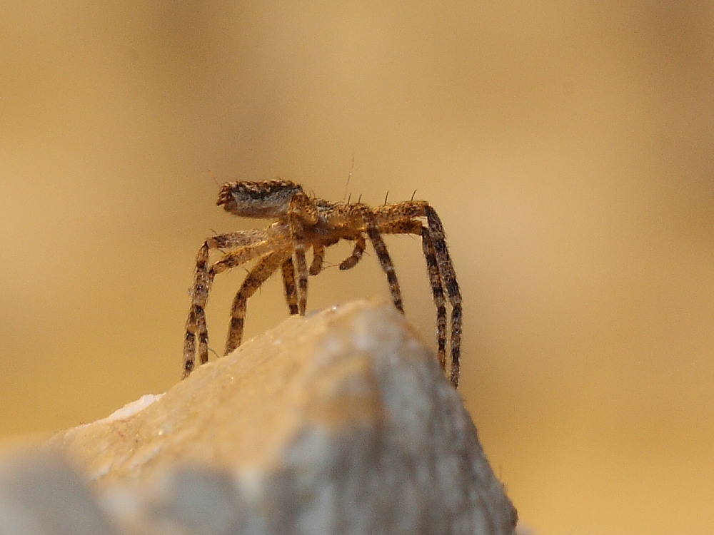 Philodromus sp.