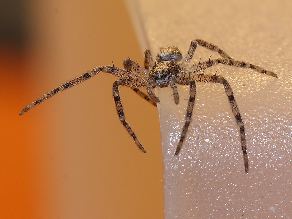 Philodromus sp.