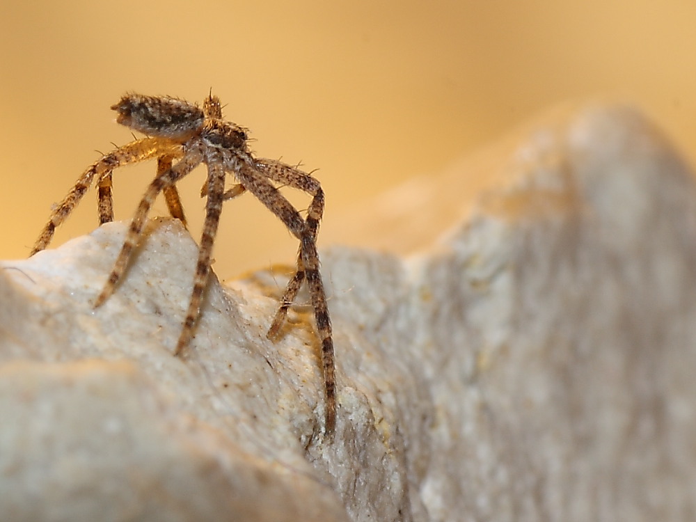 Philodromus sp.