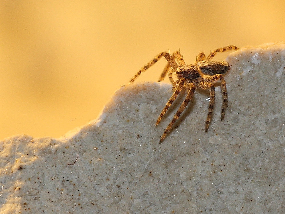 Philodromus sp.