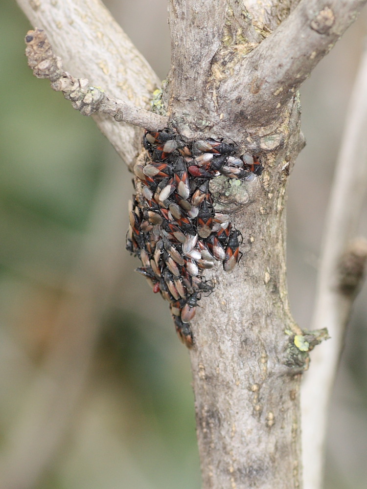 Agglomerazione di Oxycarenus lavaterae