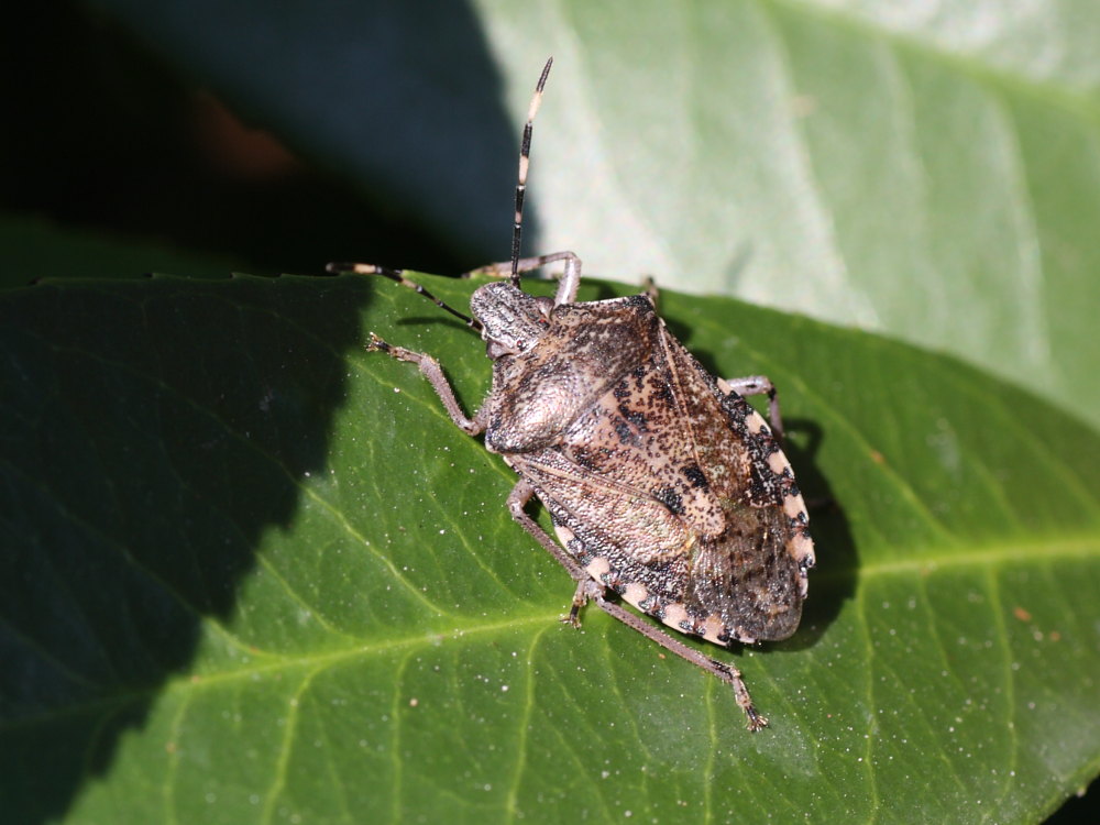 Pentatomidae:  Rhaphigaster nebulosa