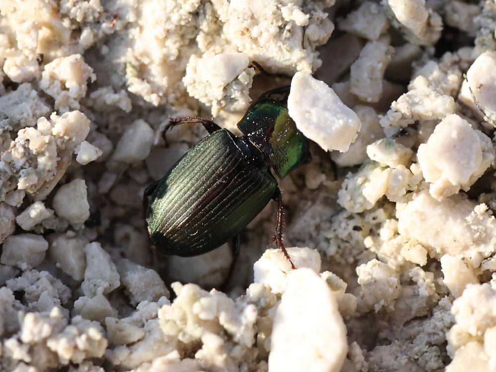 Da identificare: Harpalus distinguendus