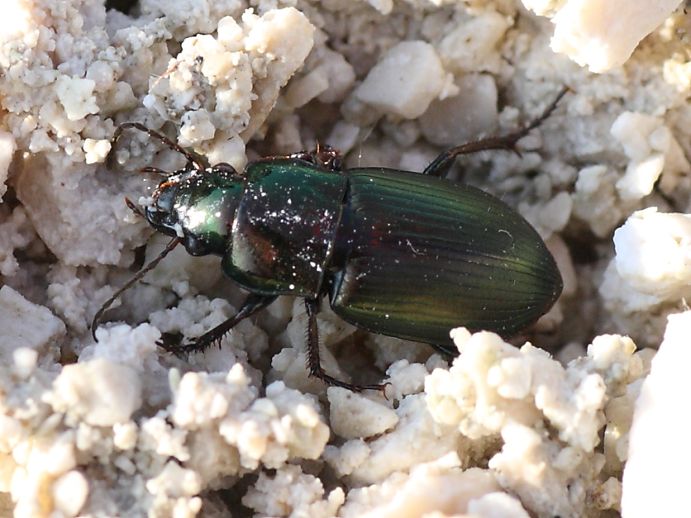 Da identificare: Harpalus distinguendus