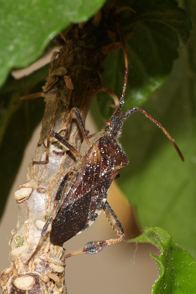 Leptoglossus occidentalis - prima e dopo la cura