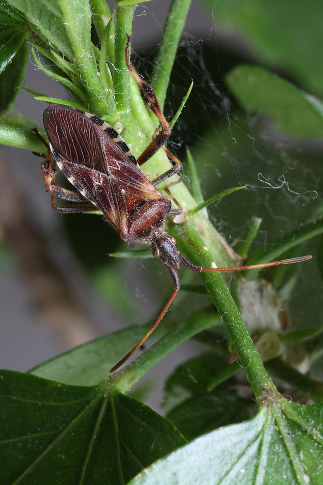 Leptoglossus occidentalis - prima e dopo la cura