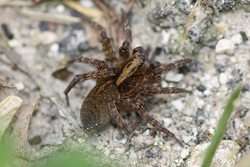 Trochosa sp.