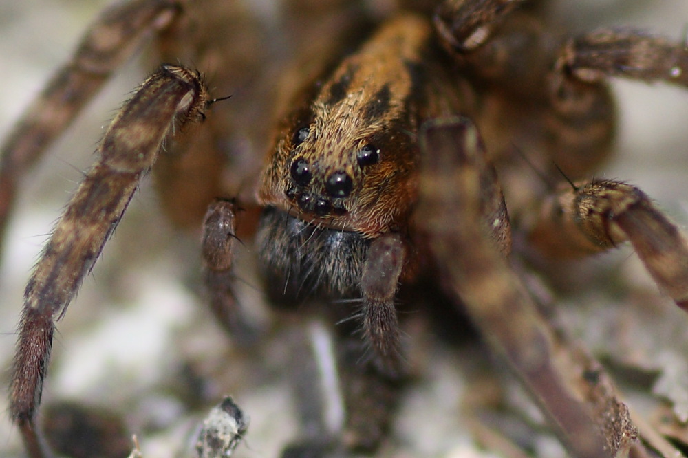 Trochosa sp.