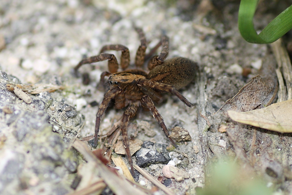 Trochosa sp.