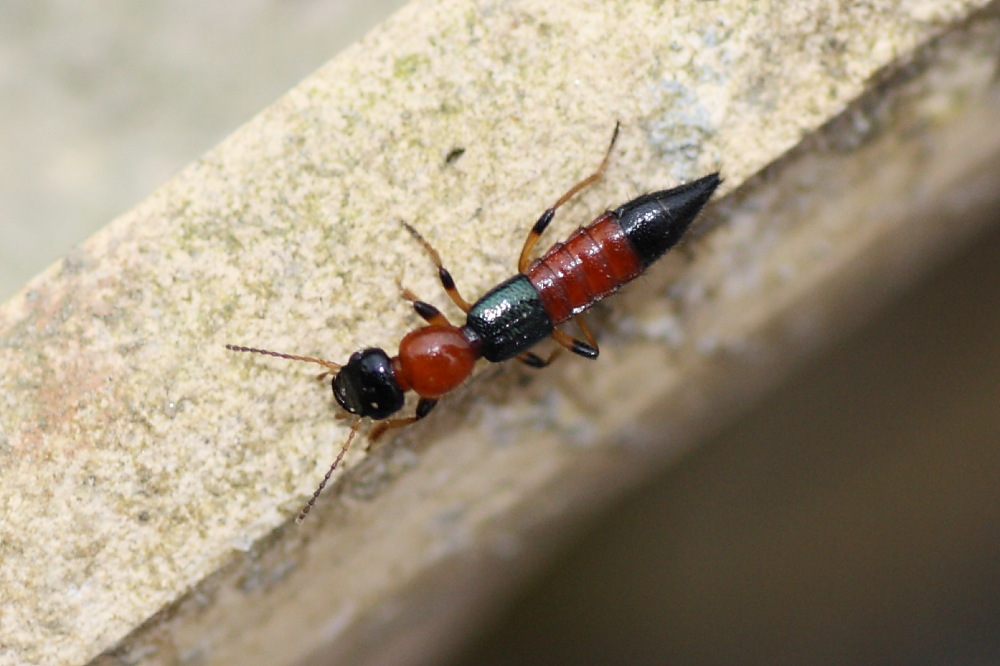 Da identificare: Paederus littoralis