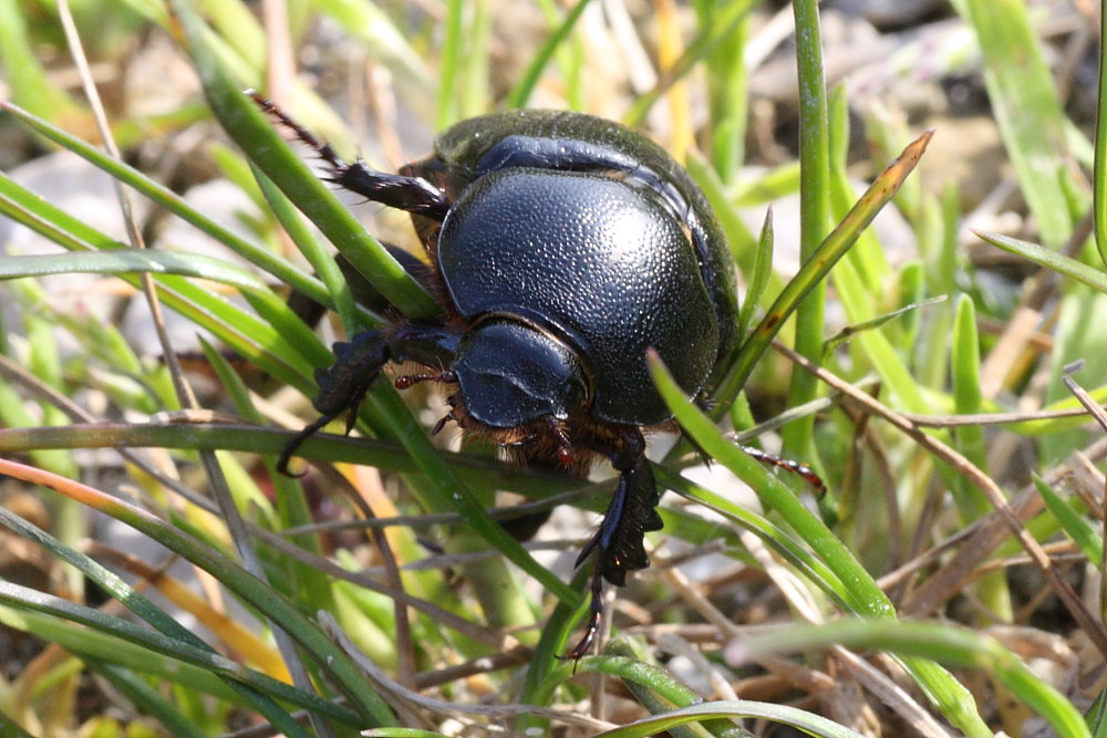 Geotrupes spiniger ? No, Pentodon bidens