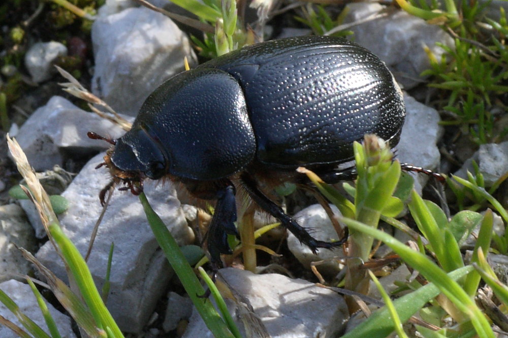 Geotrupes spiniger ? No, Pentodon bidens