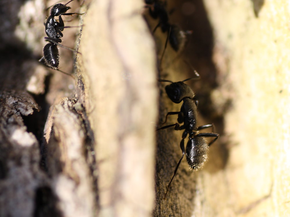 Camponotus vagus