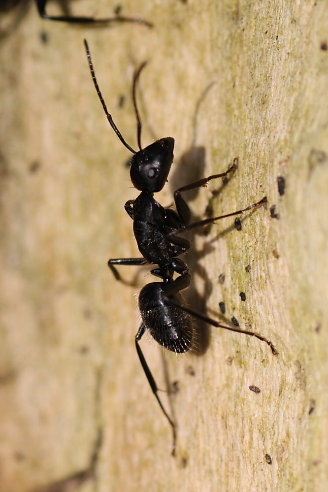 Camponotus vagus