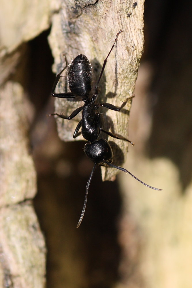 Camponotus vagus