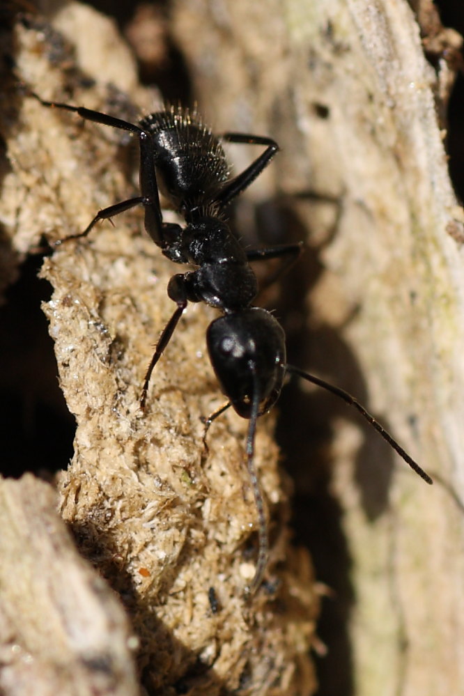 Camponotus vagus