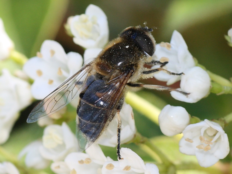 Eristalis tenax ?