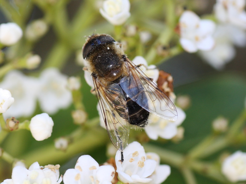 Eristalis tenax ?