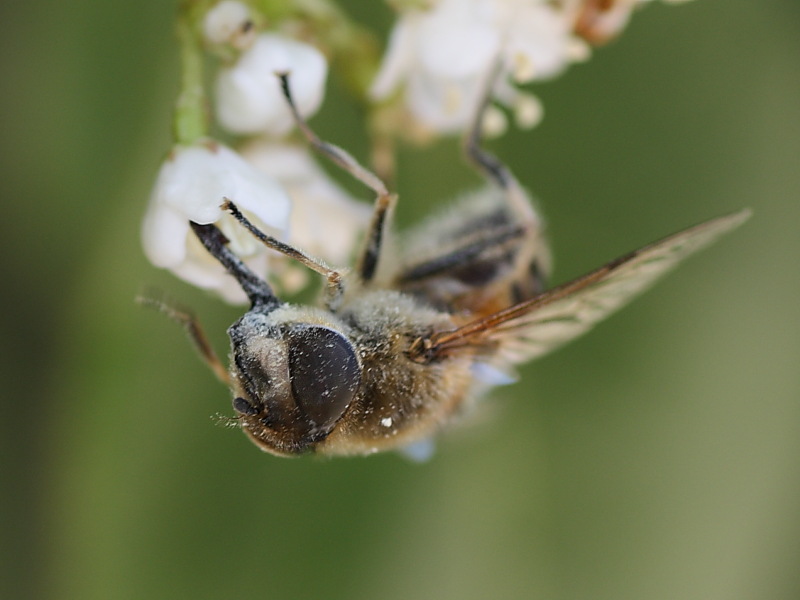 Eristalis tenax ?