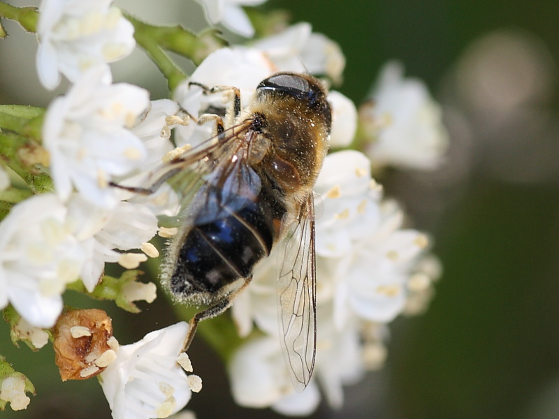 Eristalis tenax ?