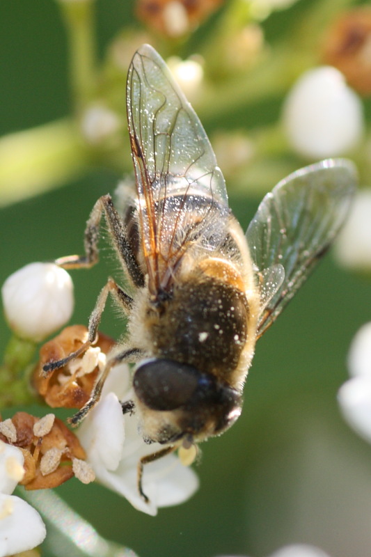 Eristalis tenax ?