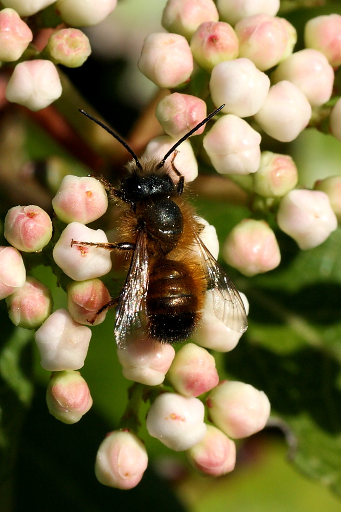 Pel di carota - Osmia sp.