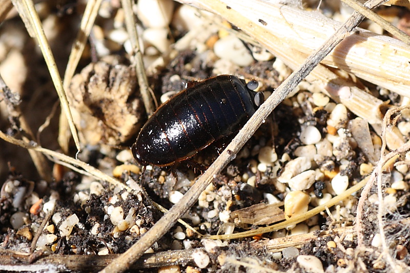 Loboptera decipiens (Germar 1817)