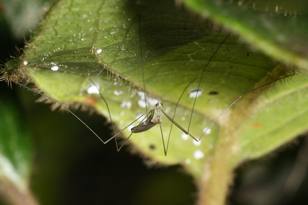 Tipulidae?