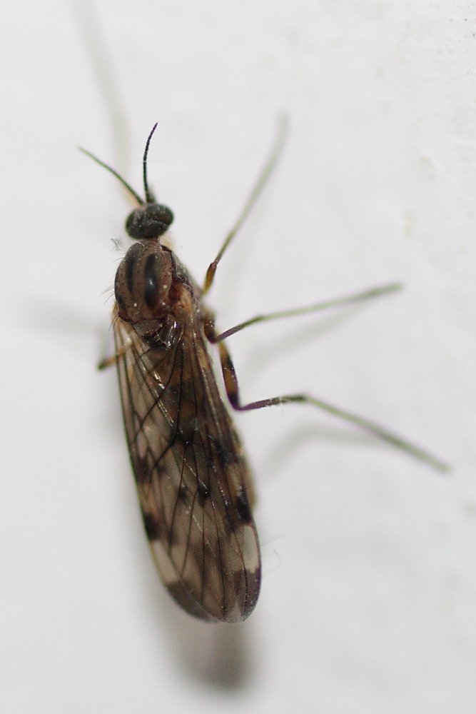 Sylvicola sp. (Anisopodidae).