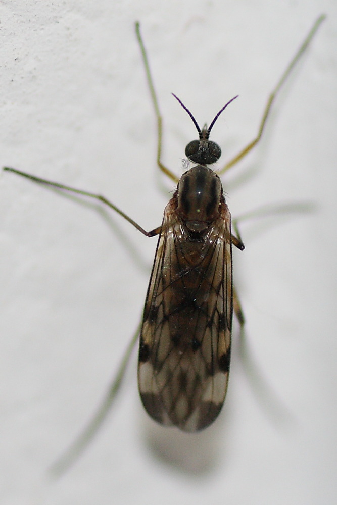 Sylvicola sp. (Anisopodidae).