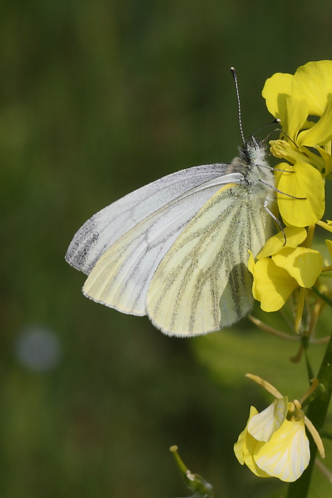 Pieris da identificare - Pieris napi